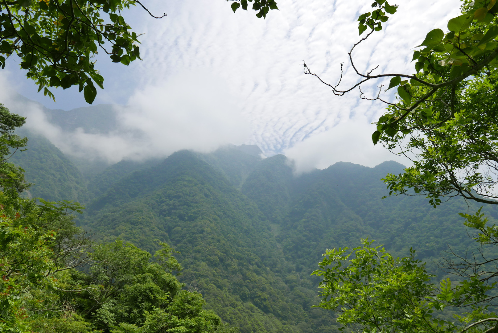 Taroko
