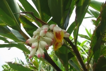Yehliu