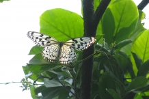 Yehliu