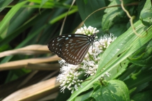 Yehliu