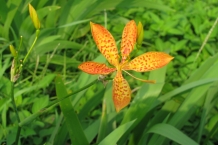 Yehliu