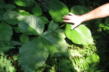 Yehliu