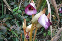 Yehliu