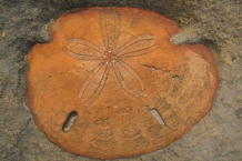 Yehliu