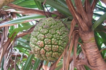 Yehliu