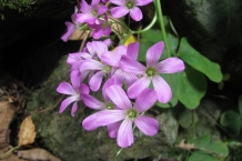 Taroko