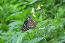 Taroko