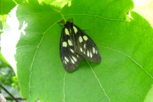 Taroko