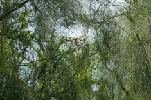 Yehliu