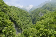Taroko