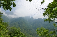 Taroko