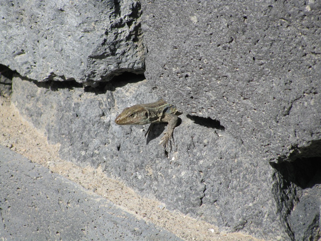 IMG_1869